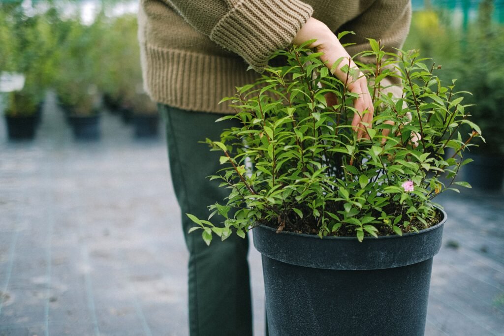plant-pur