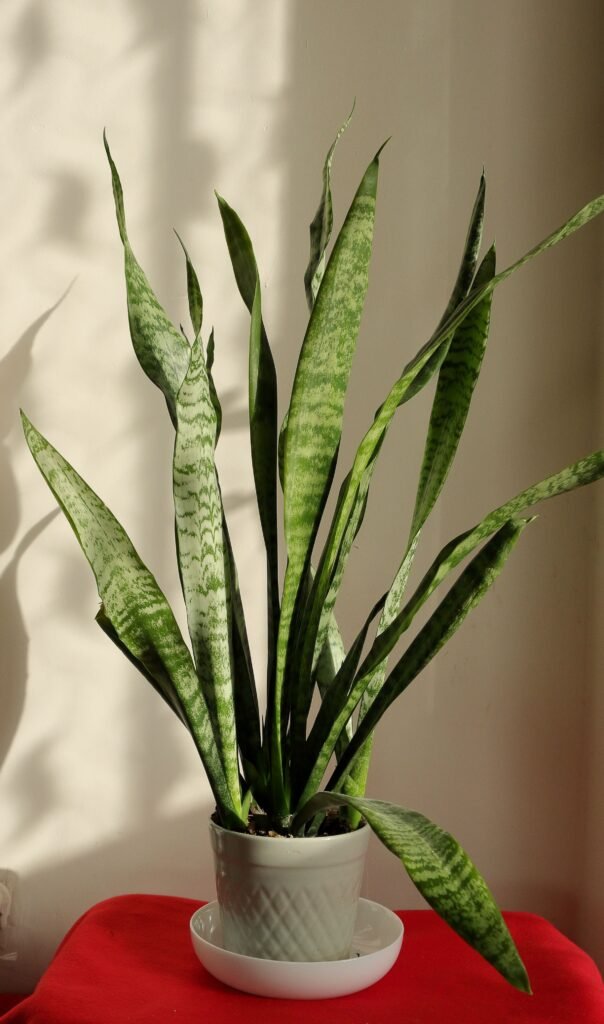 Snake Plant
