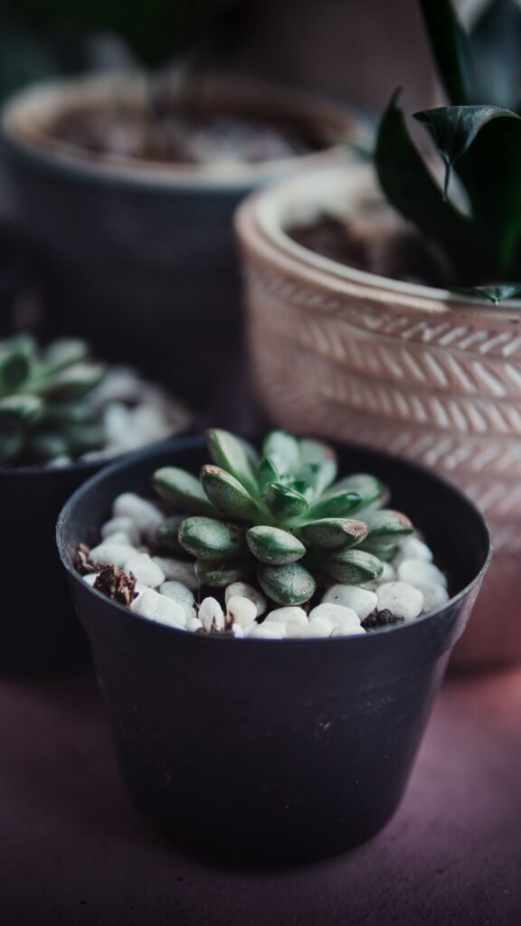 Succulent